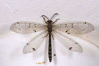 Le Fourmilion longicorne (Neuroptre - Myrmeleontidae - Distoleon tetragrammicus)